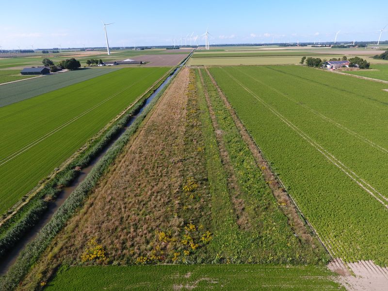 6 augustus 2022; gewasgroei vogelakker