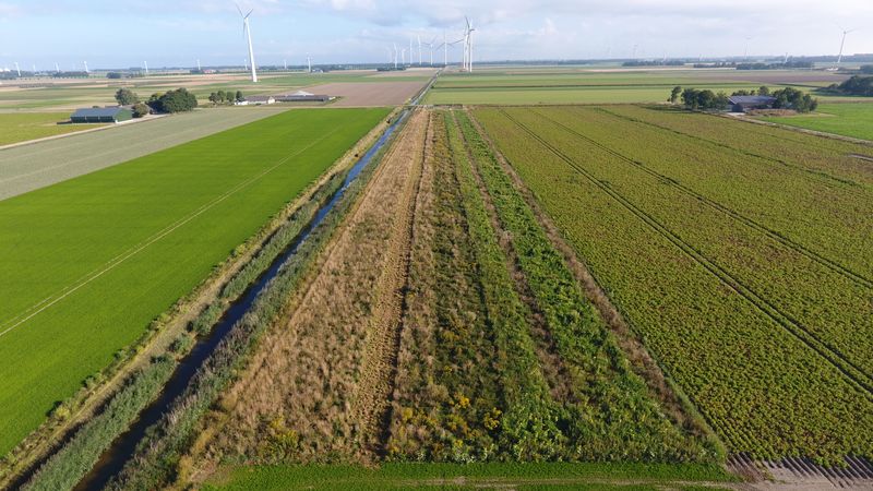 20 augustus 2022; gewasgroei vogelakker