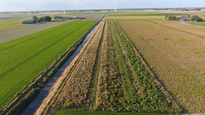 29 augustus 2022; gewasgroei vogelakker