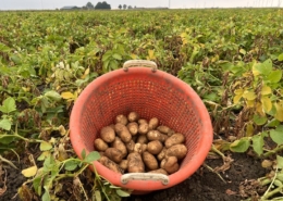 17 augustus 2022; 1e proefrooiing aardappelen