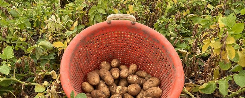 17 augustus 2022; 1e proefrooiing aardappelen
