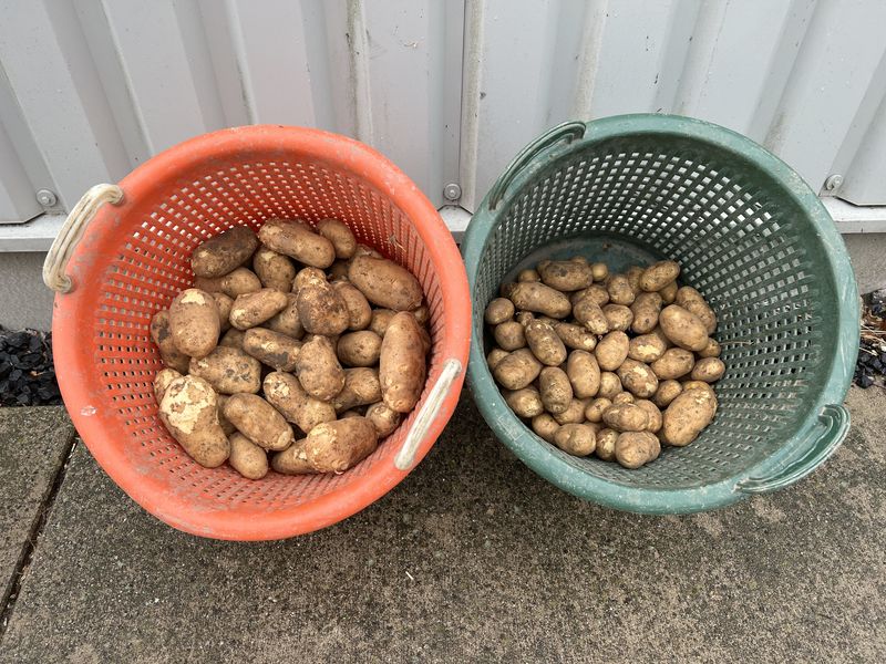 17 augustus 2022; 1e proefrooiing aardappelen