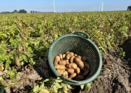 24 augustus 2022; 1e proefrooiing aardappelen