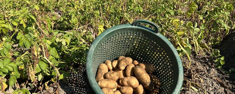 24 augustus 2022; 1e proefrooiing aardappelen