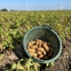 24 augustus 2022; 1e proefrooiing aardappelen