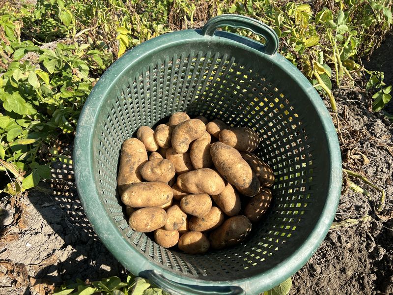 24 augustus 2022; 1e proefrooiing aardappelen