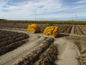 13 september 2022; Sloots Agri proefveld rooien