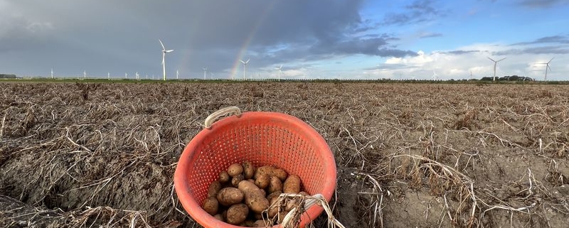 16 september 2022; proefrooiing aardappelen