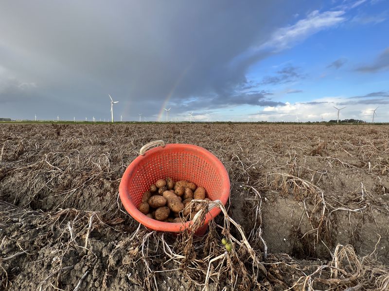 16 september 2022; proefrooiing aardappelen