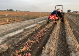 23 september 2022; proefveld Royal Zap/Semagri aardappelen rooien