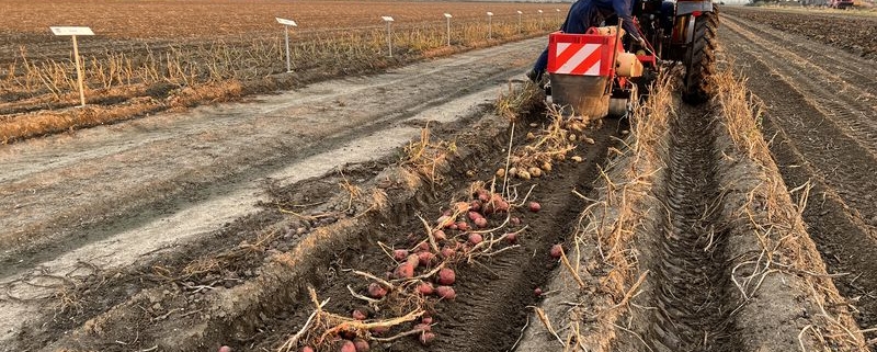 23 september 2022; proefveld Royal Zap/Semagri aardappelen rooien