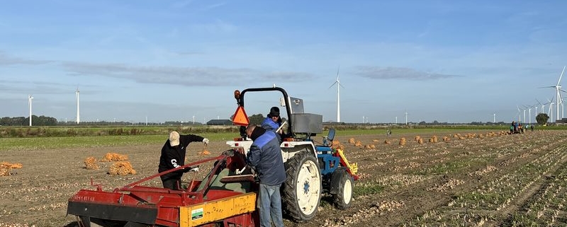 7 oktober 2022; uienproefveld oogsten