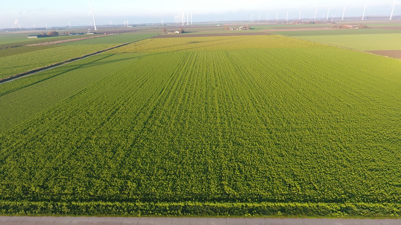12 december 2022; gewasgroei gele mosterd p 3