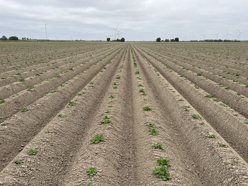 2 juni 2023; gewasgroei aardappelen; ras is Innovator