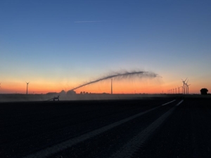 11 juni 2023; uien beregenen.
