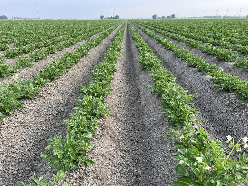 18 juni 2023; gewasgroei aardappelen; ras is Innovator