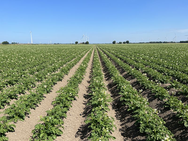 24 juni 2023; gewasgroei aardappelen; ras is Innovator