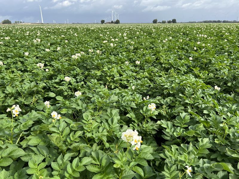 30 juli 2023; gewasgroei aardappelen; ras is Innovator