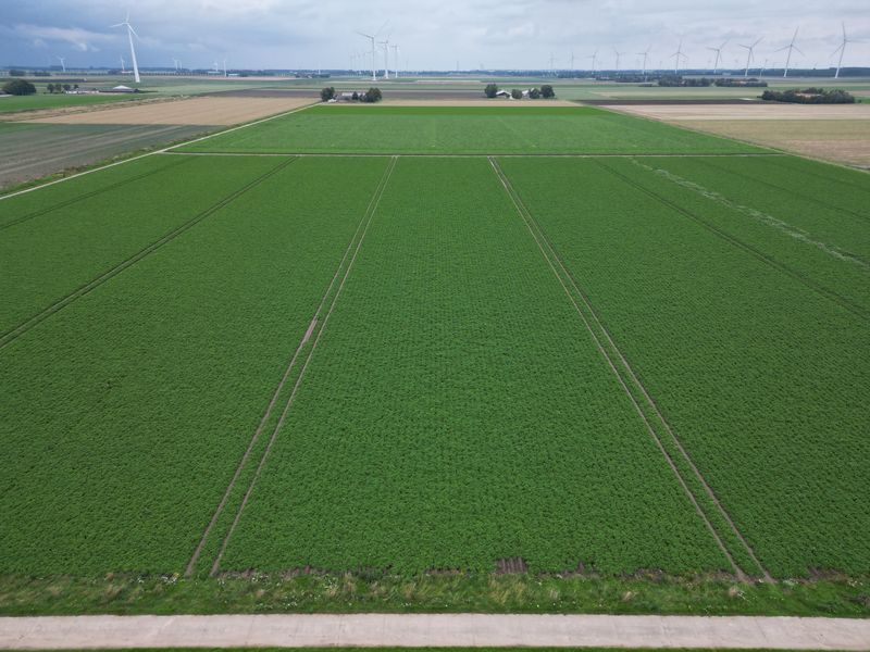 5 augustus 2023; gewasgroei aardappelen; ras is Innovator