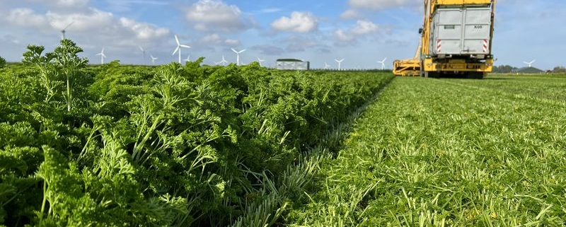 16 augustus 2023; tweede snede oogst peterselie