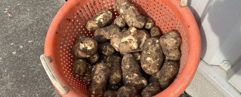 18 augustus 2023; proefrooiing aardappelen