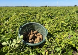 7 september 2023; proefrooiing aardappelen