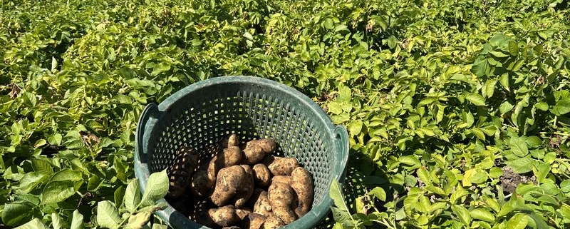 7 september 2023; proefrooiing aardappelen