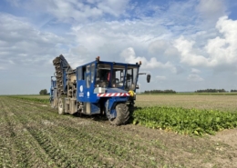 13 september 2023; suikerbieten proefveld rooien