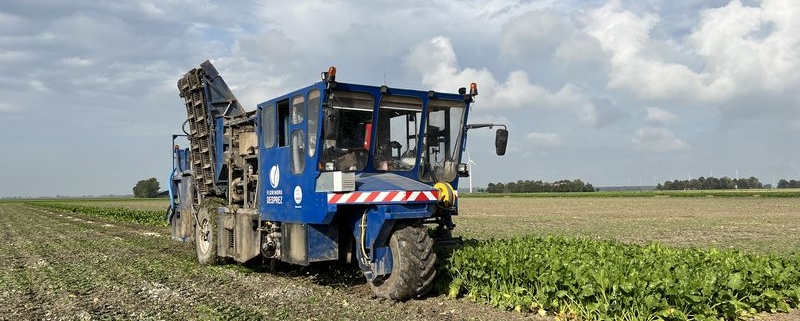 13 september 2023; suikerbieten proefveld rooien