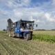 13 september 2023; suikerbieten proefveld rooien