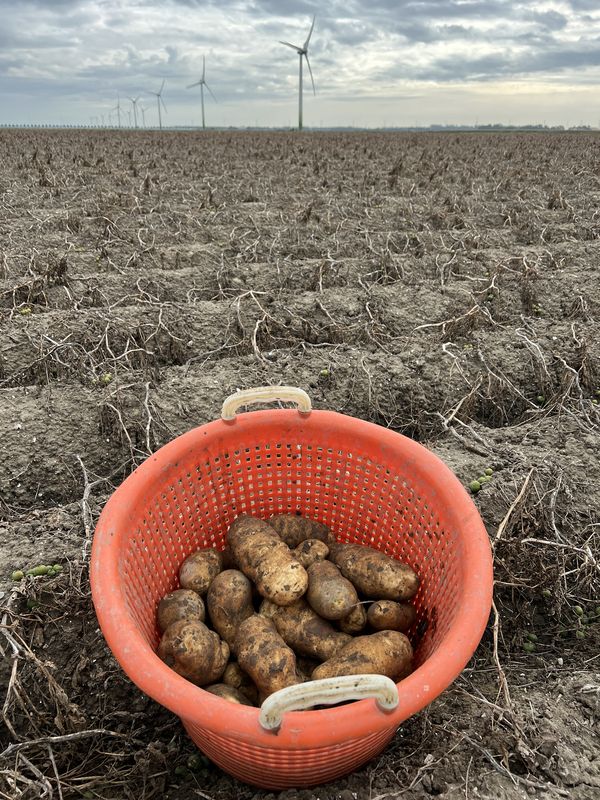 6 oktober 2023; derde proefrooiing aardappelen