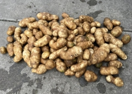 6 oktober 2023; derde proefrooiing aardappelen