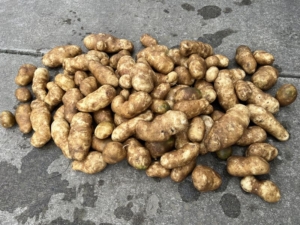6 oktober 2023; derde proefrooiing aardappelen