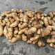 6 oktober 2023; derde proefrooiing aardappelen