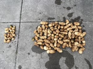 6 oktober 2023; derde proefrooiing aardappelen