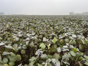7 december 2023; gewasgroei gbm Warmseason