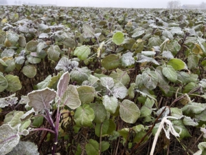 7 december 2023; gewasgroei gbm Warmseason