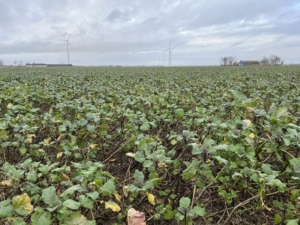 4 januari 2024; gewasgroei gbm Warmseason