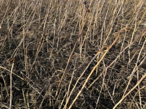 25 maart 2024; gewasgroei gbm Warmseason