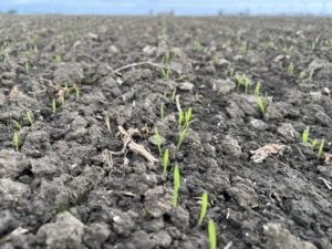 30 maart 2024; gewasgroei zomergerst p3 Ras is Planet.