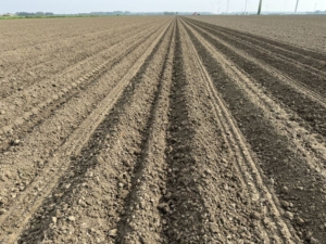 11 mei 2024; aardappels poten