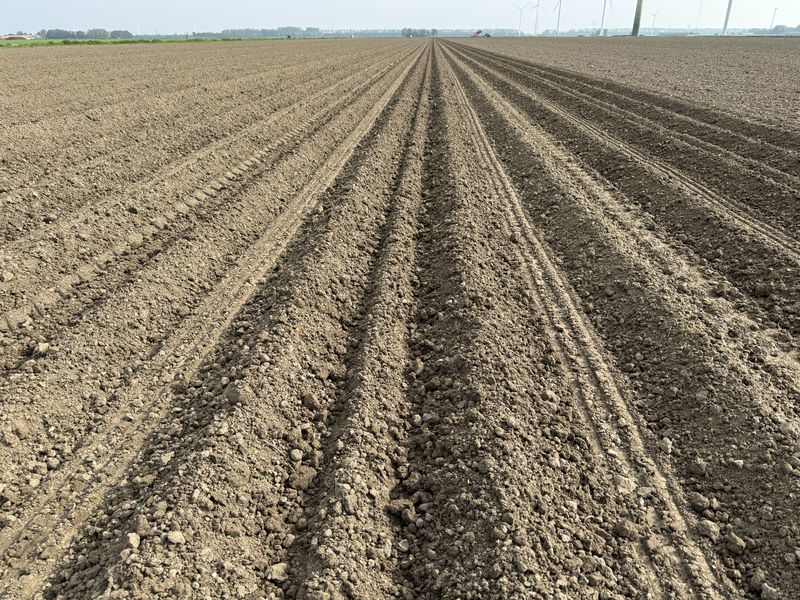 11 mei 2024; aardappels poten