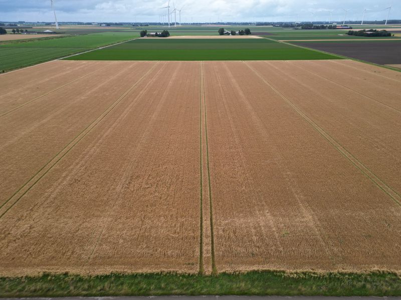 16 juli 2024; gewasgroei zomergerst perceel 3; ras is Planet