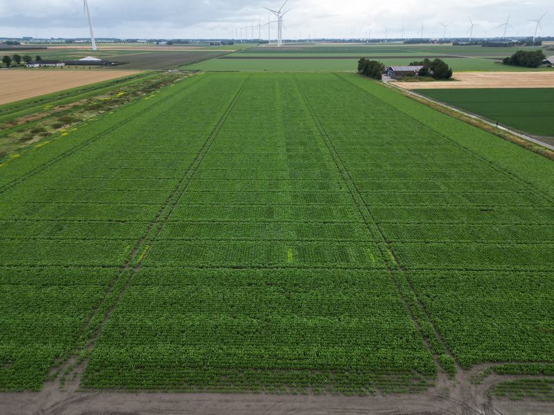 16 juli 2024; gewasgroei suikerbieten