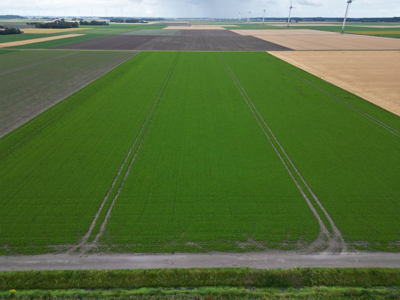 16 juli 2024; gewasgroei peterselie