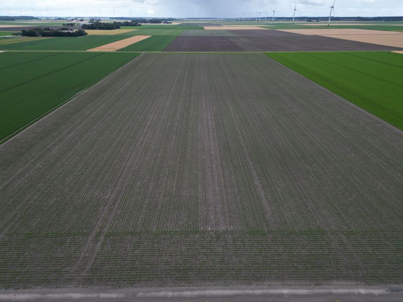 16 juli 2024; gewasgroei soja bonen perceel 3; ras is Befine