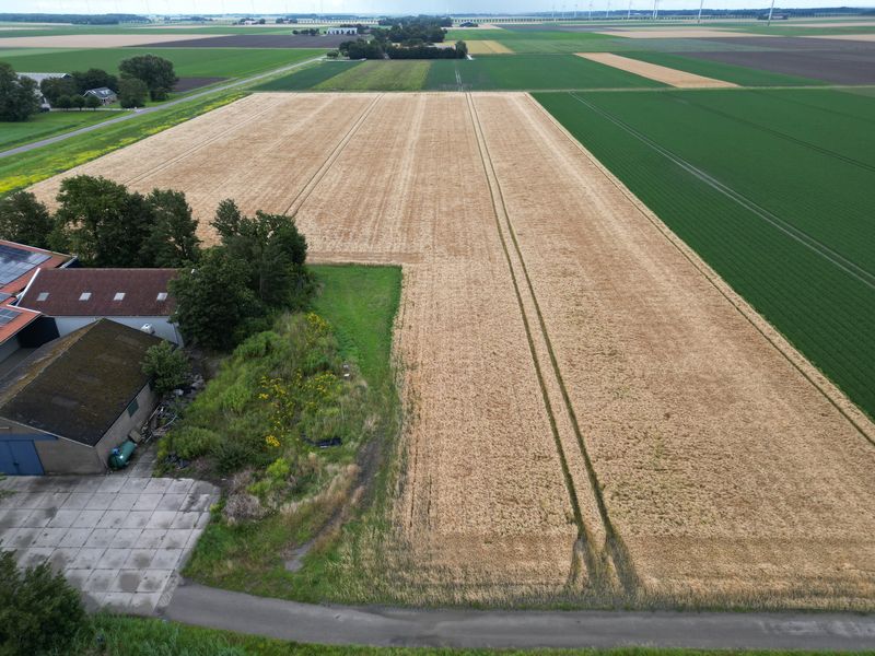 16 juli 2024; gewasgroei zomergerst perceel 1; ras is Planet