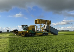 23 juli 2024; 2e snede peterselie oogst