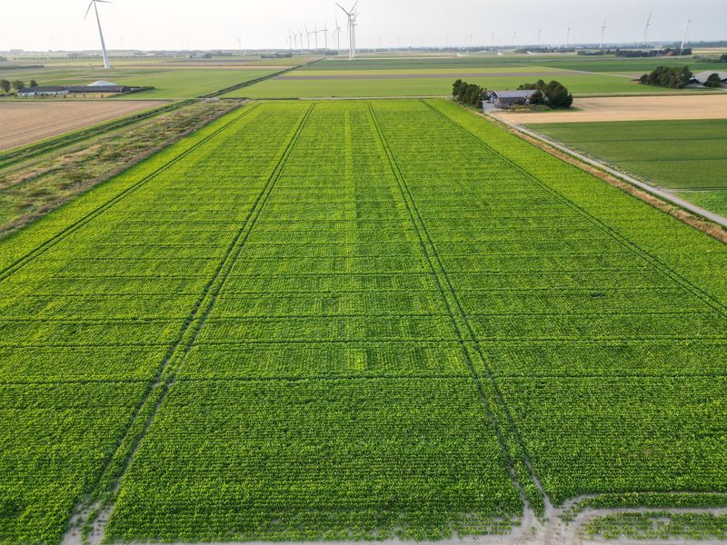 6 augustus 2024; gewasgroei suikerbieten