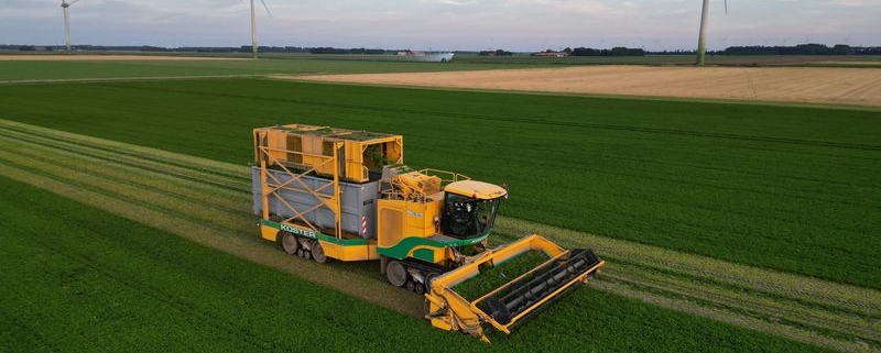 17 augustus 2024; 3e snede peterselie oogst